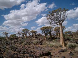 Köcherbaumwald bei Keetmanshoop