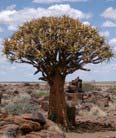 Köcherbaum - Quivertree Forest