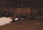 Nashorn in der Abenddämmerung am Wasserloch
