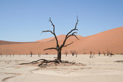 Dead Vlei