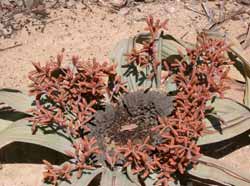 endemische Welwitschia
