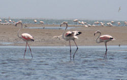 Flamingos in Walvis Bay