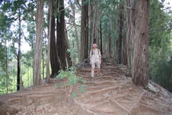 Makiki Valley