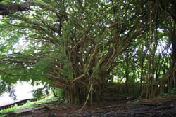 Banyan-Baum an den Rainbow Falls