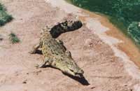 Darwin Crocodile Farm