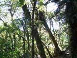 Foret de Bebour