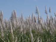 Zuckerrohrplantage