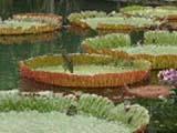 Botanischer Garten Pamplemousses