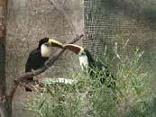 Casela Bird Park
