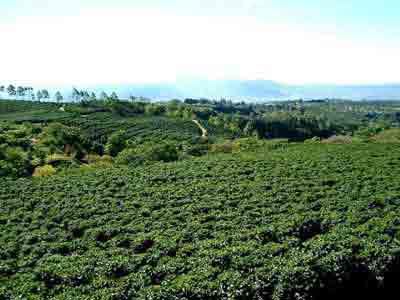 Meseta Central - Kaffeeplantage
