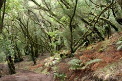 Lorbeerwald