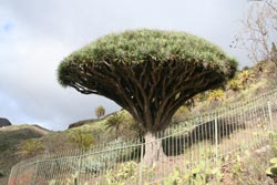 Drachenbaum