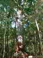 Te Matua Ngahere