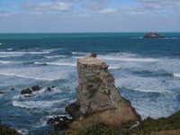 Muriwai Beach - Tölpelkolonie