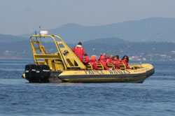 Whale Watching im Zodiac