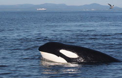 Orca