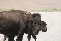 Bison Herden auf Antelope Island