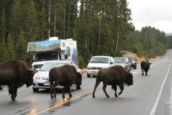 Bison-Herde im Yellowstone National Park