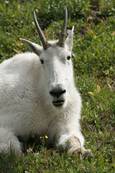 Mountain Goat