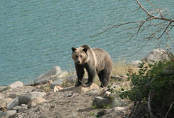 Grizzly