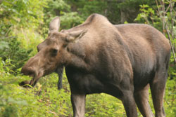 Moose-Kuh (Elch)