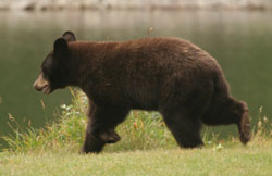 Schwarzbär am Middle Waterton Lake