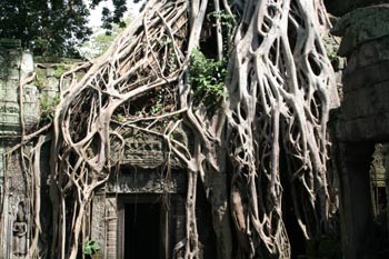 Ta Prohm - vom Dschungel überwuchert