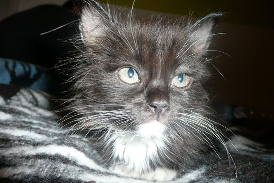 Die kleine Katze von den beiden Kanadiern. Die war einfach zu süss!!