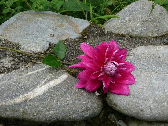 Blumen gibt es hier einfach wunderschöne!