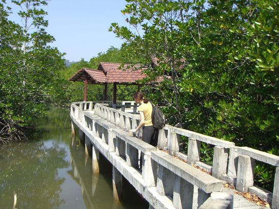 Hier haben die Thais einen Rundweg durch die Mangrovenwaelder gebaut. Sehr schoen, bei Ebbe aber wohl noch interessanter.