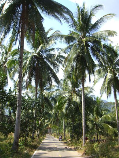 Fahrt durch einen Kokuspalmenhain...