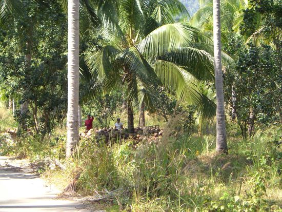 ...mit Arbeitern darin, die die Nuesse vorort ernten.