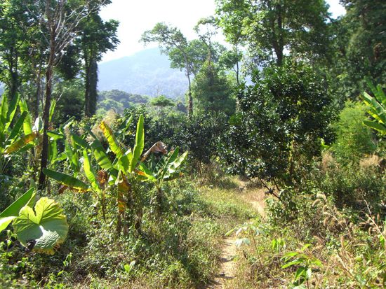 Wir haben natuerlich auch einen kleinen Gang durch den Regenwald gemacht. Hitze und Luftfeuchtigkeit waren aber unertraeglich.