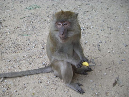 Habe Affen an unserer Bananenstaude teilhaben lassen.