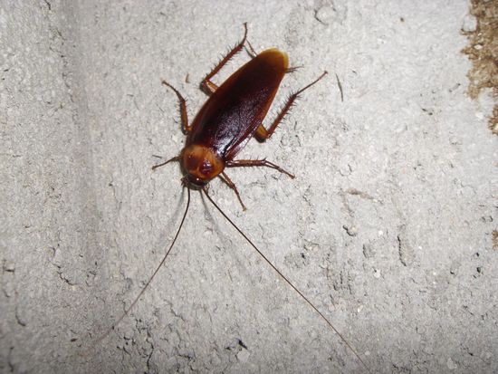 "Karl". Unser staendiger Begleiter in vielen Unterkuenften in ganz Thailand. Teilweise Zigarettengross. Ohne Fuehler.