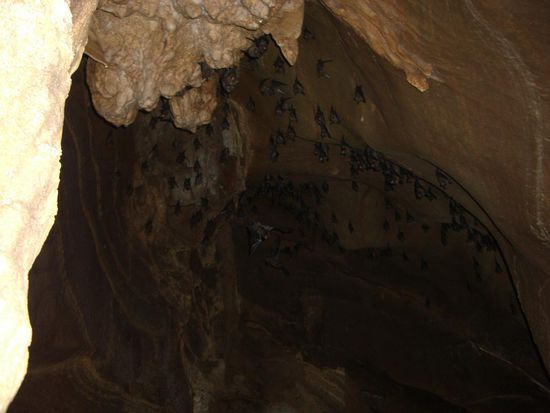 Fledermaeuse in der Hoehle.