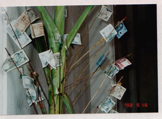 Das Geld wächst hier an Bäumen