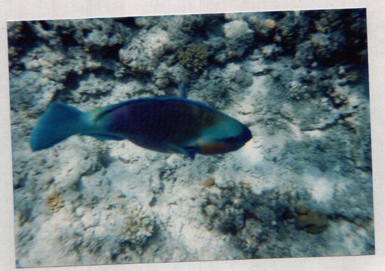 Beim schnorcheln mit meiner Unterwasserkammera aufgenommen