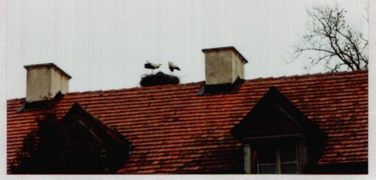 Eines von vielen Storchennestern 
in Ostpreußen