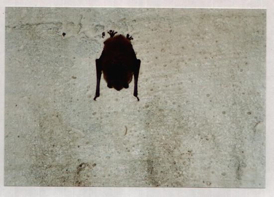 Eine von 30000 Fledermäusen