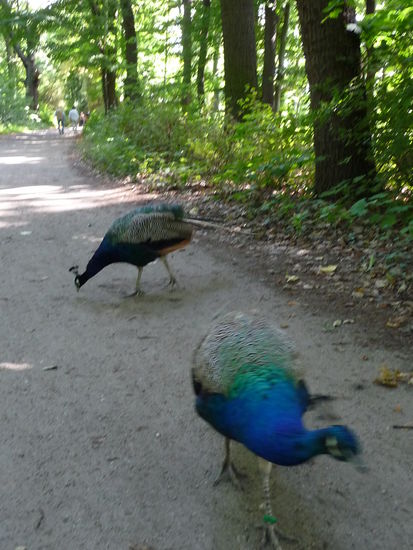 Die Tiere die der Insel Ihren Namen gaben bis zu 100 Stück soll es auf der Insel noch geben.