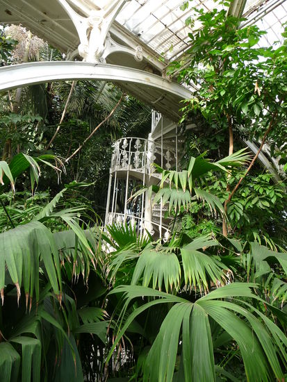 Pflanzen im Palm House.Es herschen 100 % Luftfeuchtigkeit und hohe Temperaturen .