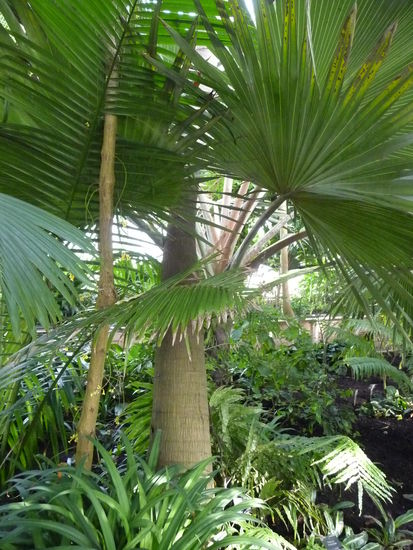 Pflanzen im Palm House