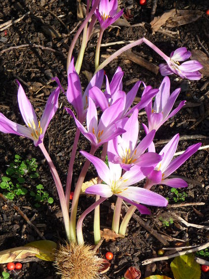 Blühende Pflanzen am Wegesrand