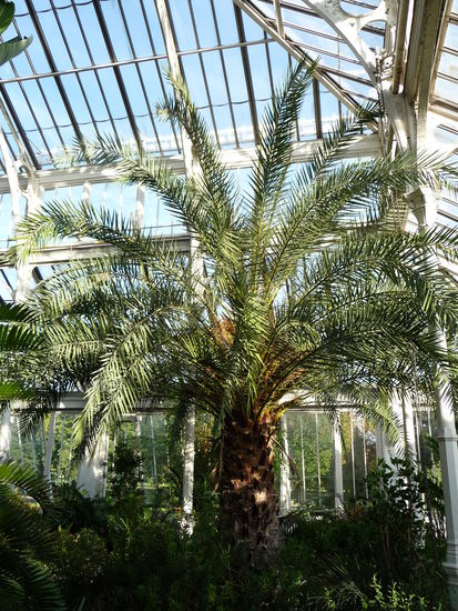 Pflanzen im Temperate House