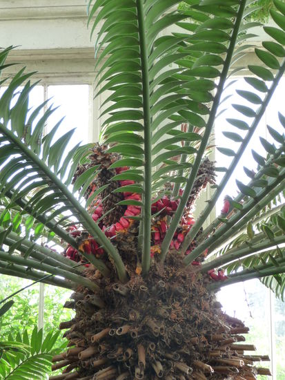 Pflanze im Temperate House