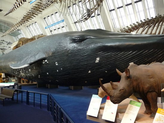 Blauwahl und Nashorn im Vergleich