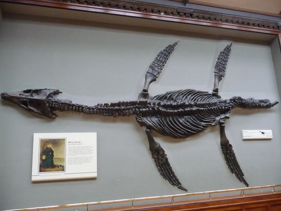 Fossil eines Meeressauriers