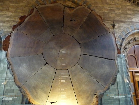 Riesenbaum in der Haupthalle