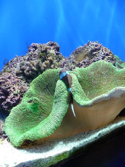 Dort in der Mitte schaut gerade ein Fisch heraus